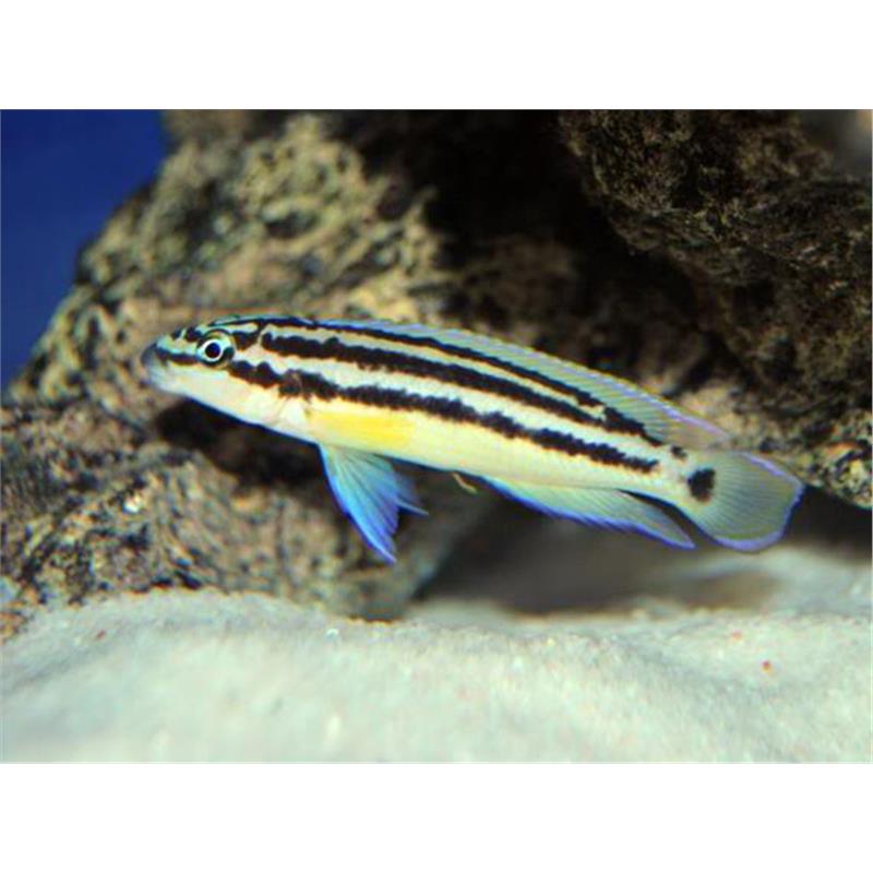 Julidochromis ornatus blue fin - imagine 4